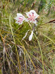 Gladiolus engysiphon