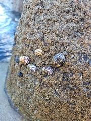 Nerita versicolor