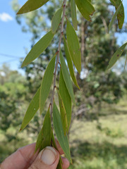Melaleuca fluviatilis