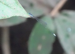 Teinobasis samaritis