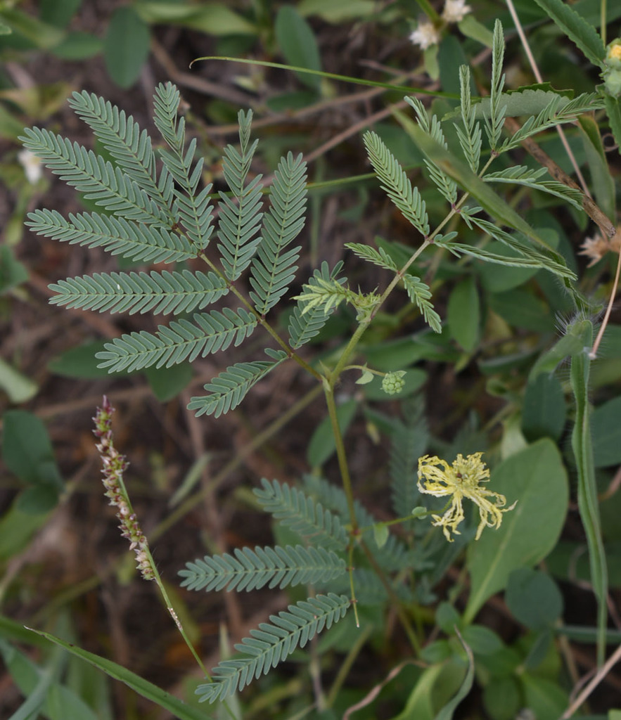 Neptunia heliophila