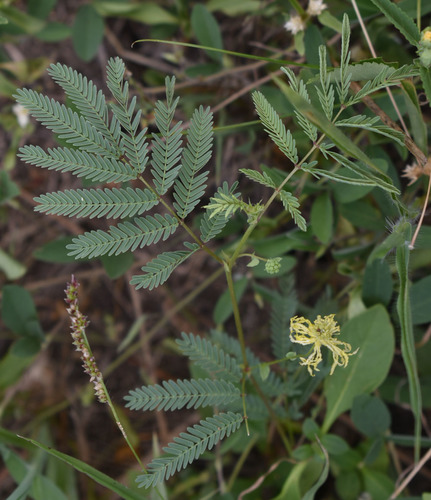 Neptunia heliophila