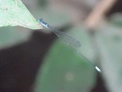 Teinobasis samaritis