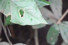 Teinobasis samaritis