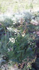 Astragalus kaufmannii