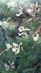 Astragalus kaufmannii