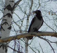 Corvus cornix