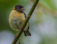 Iridophanes pulcherrimus