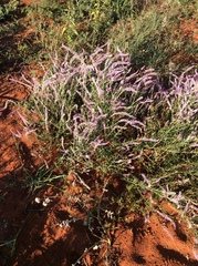 Hermbstaedtia odorata