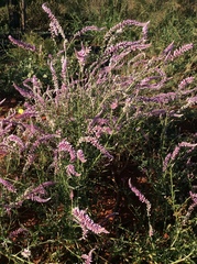 Hermbstaedtia odorata