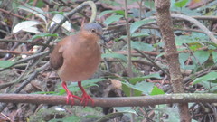 Leptotila plumbeiceps