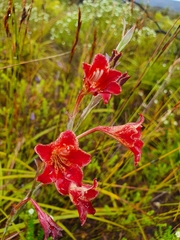 Gladiolus emiliae