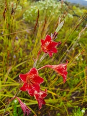 Gladiolus emiliae