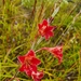 Gladiolus emiliae - Photo (c) mvw1900, algunos derechos reservados (CC BY-NC)