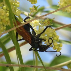 Pepsis pallidolimbata