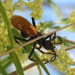 Pepsis pallidolimbata