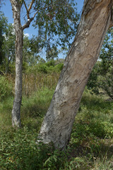 Melaleuca fluviatilis