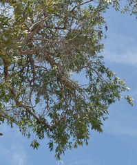 Melaleuca fluviatilis