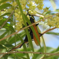 Pepsis pallidolimbata