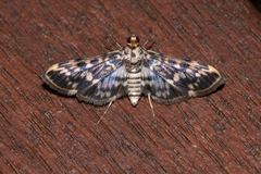 Rhimphalea sceletalis