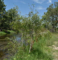 Melaleuca fluviatilis