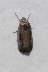 Athetis striolata
