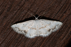 Scopula innocens