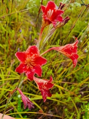 Gladiolus emiliae