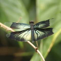 Rhyothemis plutonia