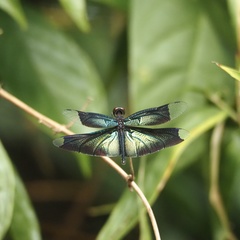 Rhyothemis plutonia