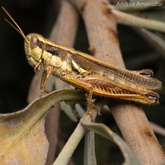 Dichroplus elongatus