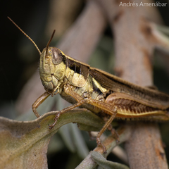 Dichroplus elongatus