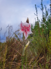 Gladiolus roseovenosus