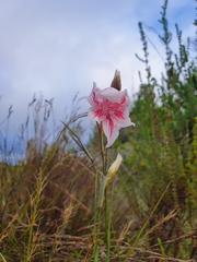 Gladiolus roseovenosus