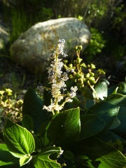 Ceanothus arboreus