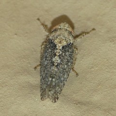Excultanus excultus