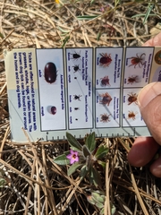 Collomia diversifolia
