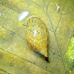 Pseudosuccinea columella