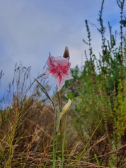 Gladiolus roseovenosus