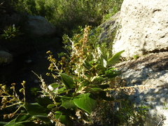 Ceanothus arboreus
