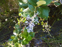 Ceanothus arboreus