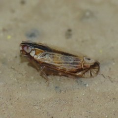 Haplaxius catalinus