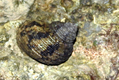 Turbo bruneus