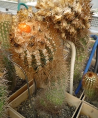 Parodia comarapana