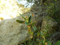 Cercocarpus betuloides blancheae