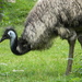 Cassowaries and Emu - Photo (c) Laslovarga, some rights reserved (CC BY-SA)