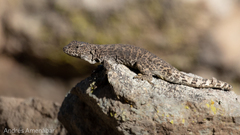 Liolaemus leopardinus