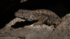 Liolaemus leopardinus