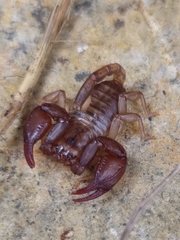 Euscorpius
