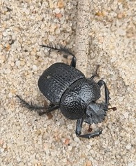 Scarabaeus intricatus